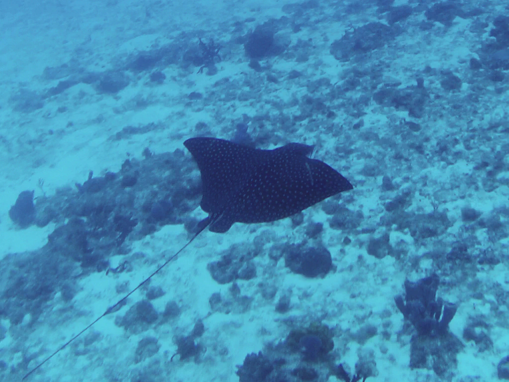 Stachelrochen gleitet vorbei