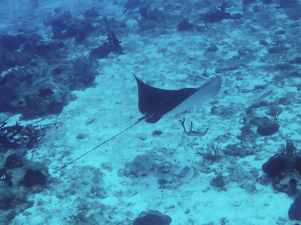 Magischer Moment unter Wasser