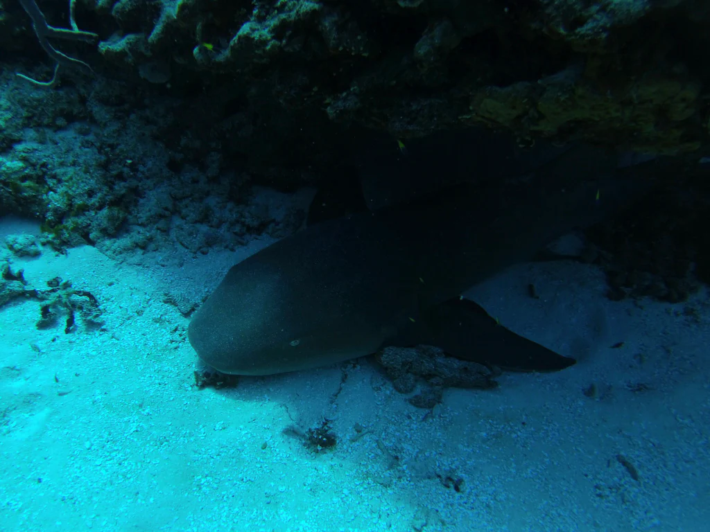 Bunte Korallen im Riff