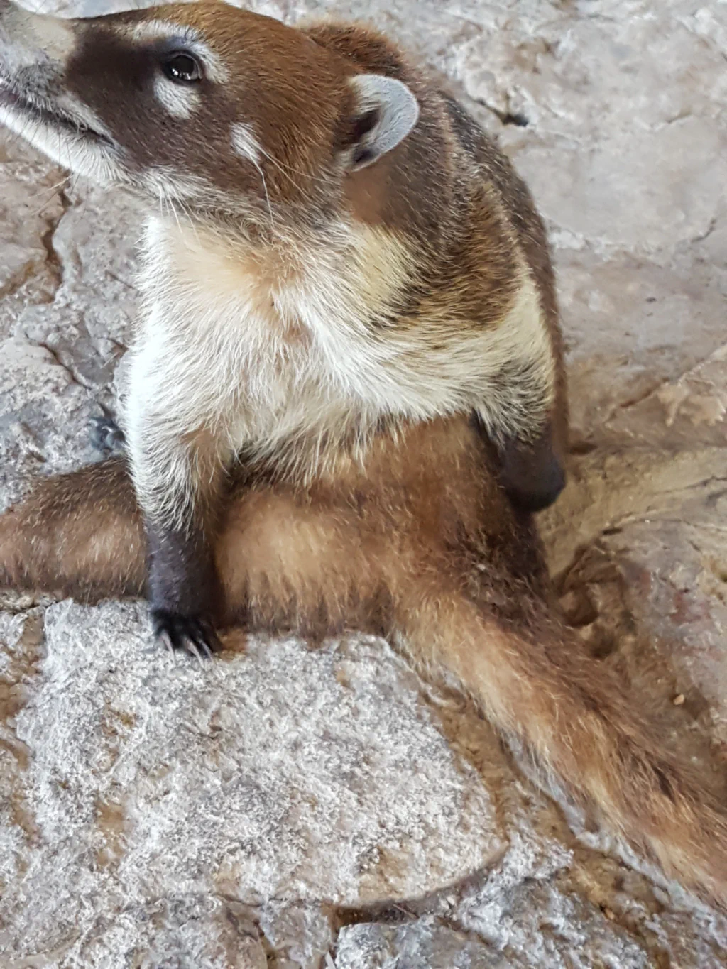 Nasenbär vor den Ruinen