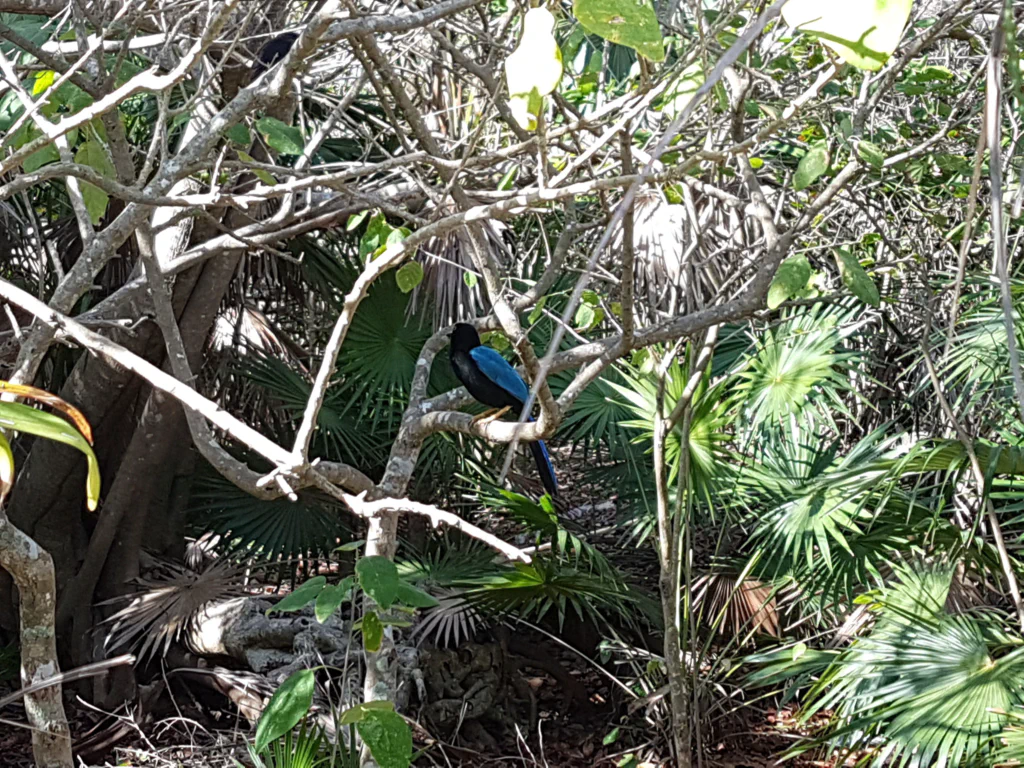 Exotischer Vogel im Dickicht
