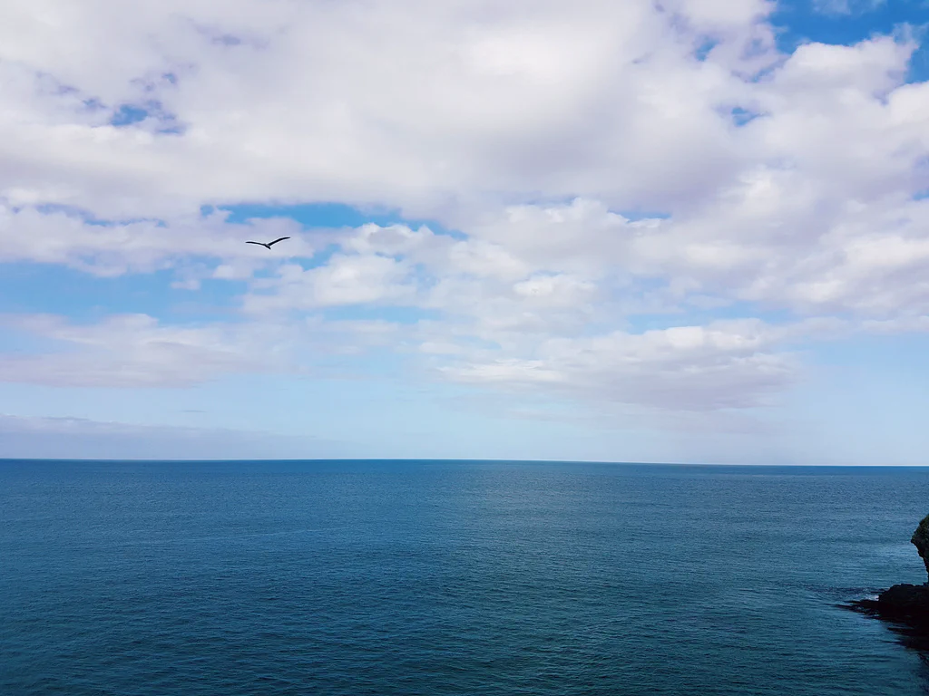 Albatros