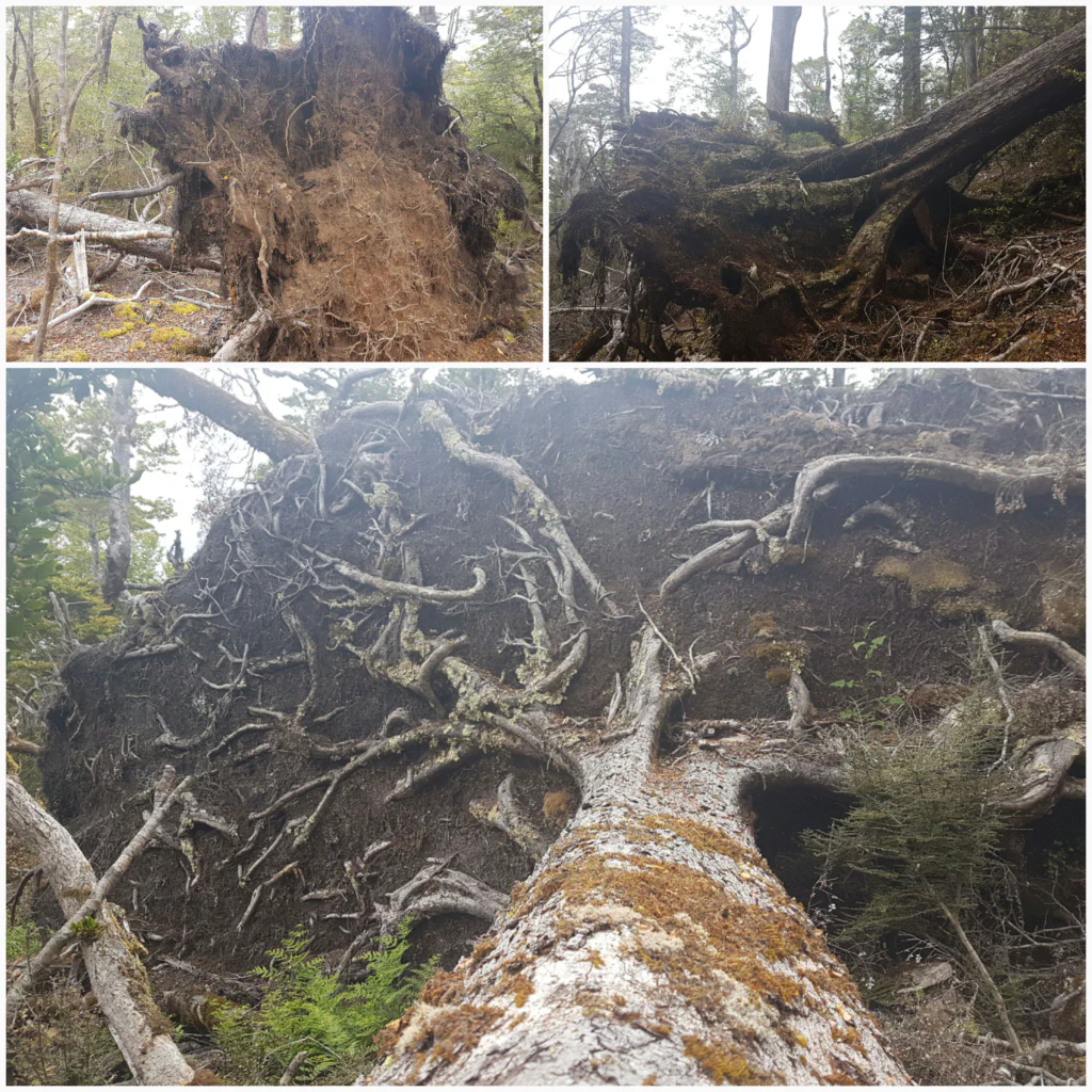 Gespenstischer Sturmschaden im Wald