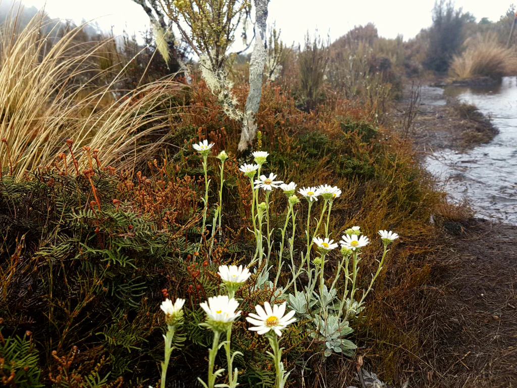 Auf dem Weg zum Fluss