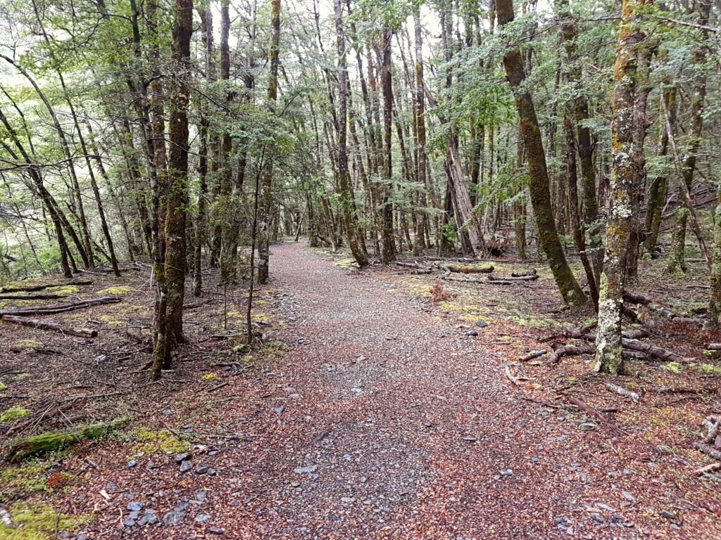Greenstone Track – so muss ein Waldweg aussehen!