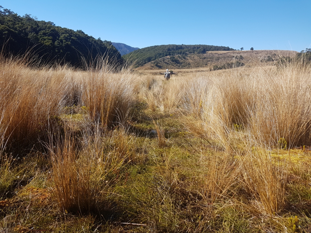 …sumpfiger Tussock…