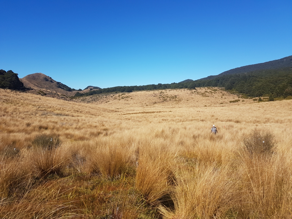 …sumpfiger Tussock…