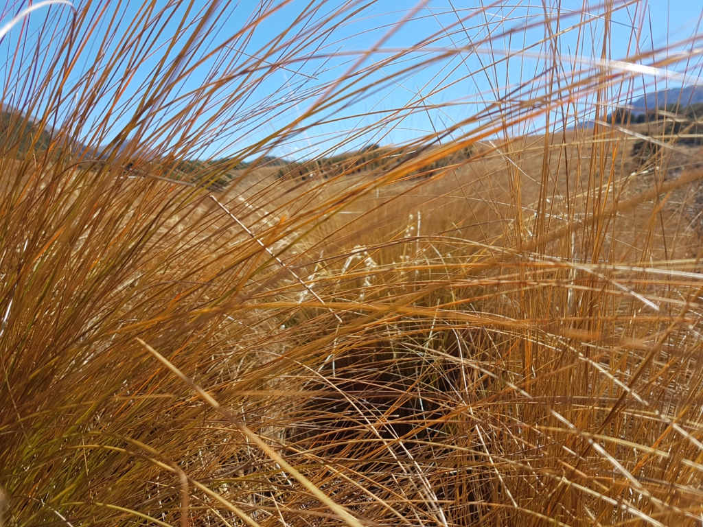 So war ungefähr die Aussicht im Tussock…