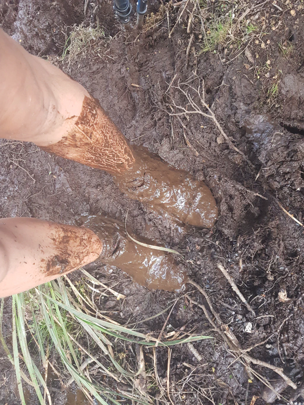 Durch den Longwood Forest