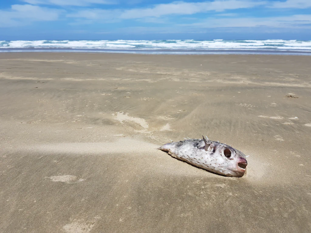 Camping am 90 Mile Beach
