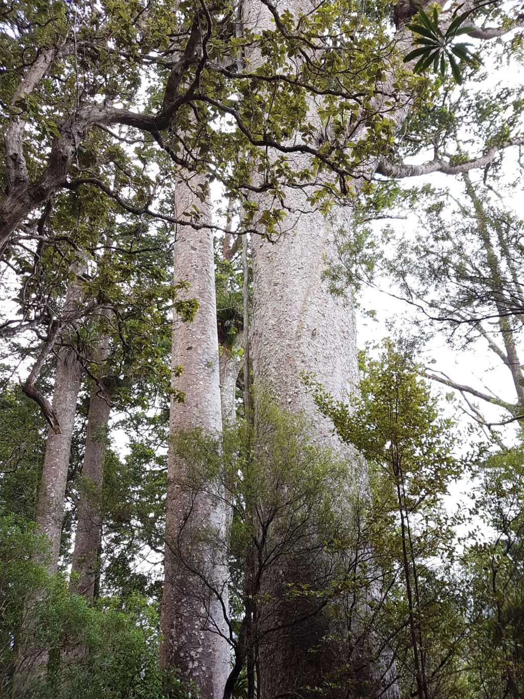 Wairoa-Dam