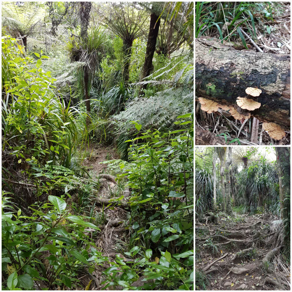 Hakarimata Regenwald