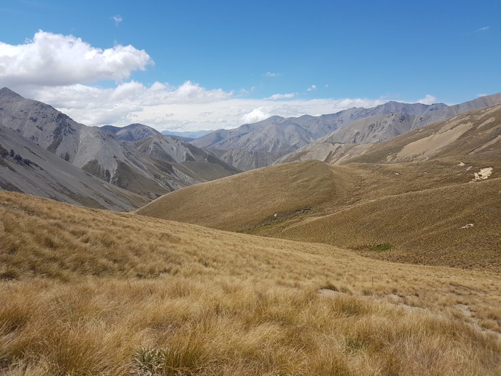 Tussock so weit das Auge reicht