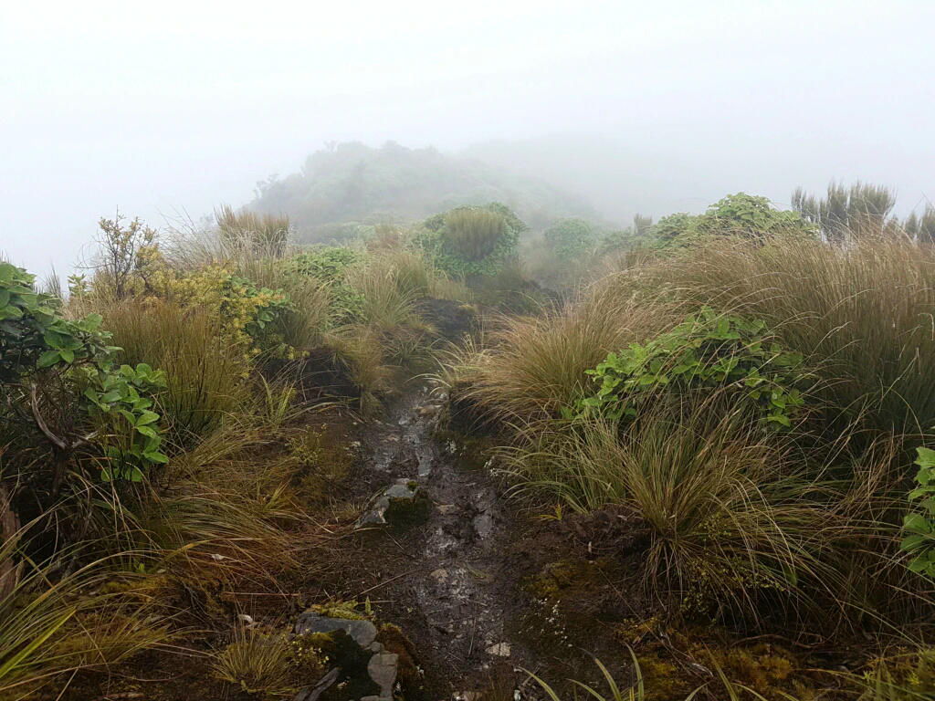 Nebel ueber dem Wald