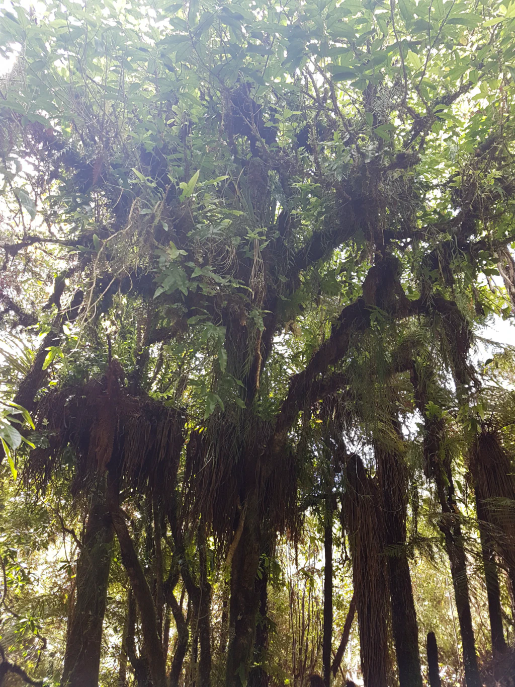 Schoene Wald- und Weidenlandschaft
