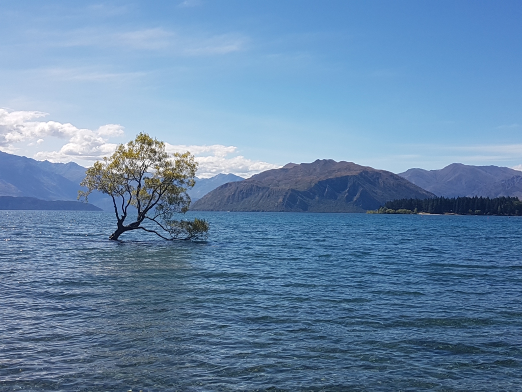 Beliebtestes Fotomotiv in Wanaka…