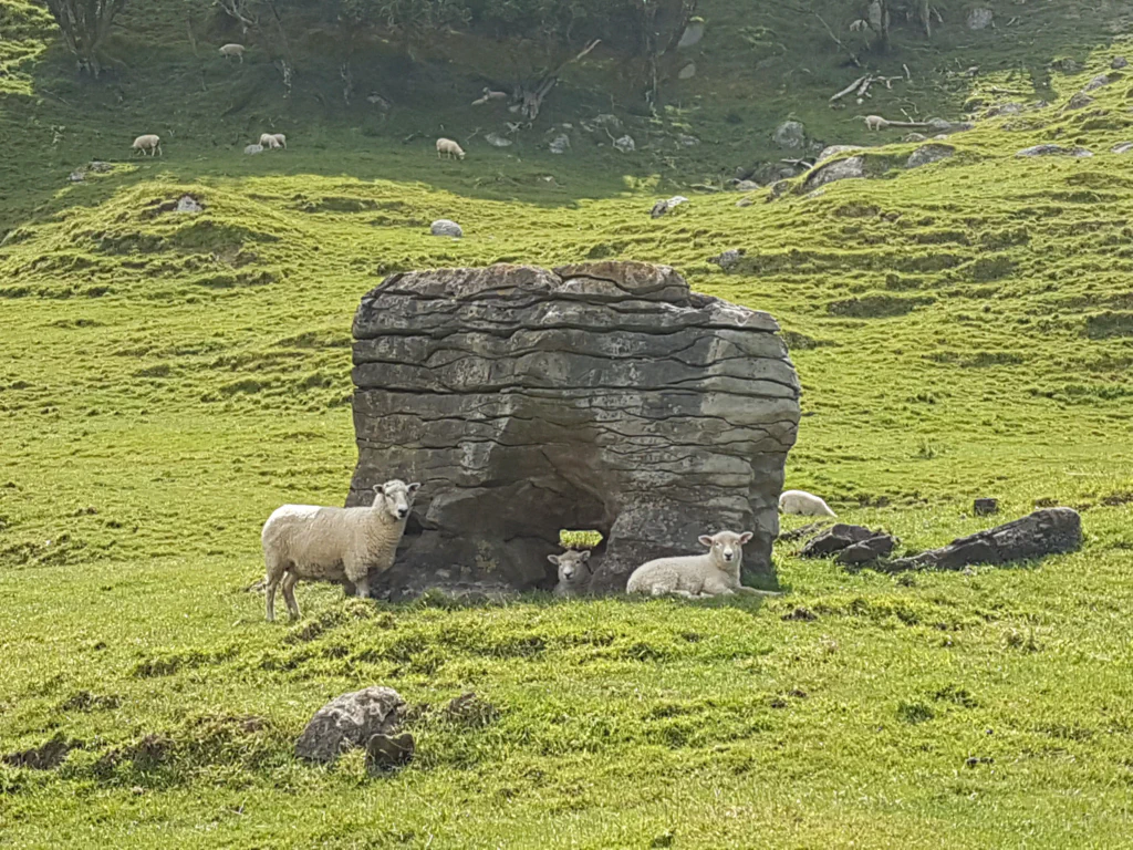 Idyllische Schafweide