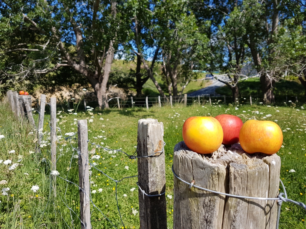 Apple to go