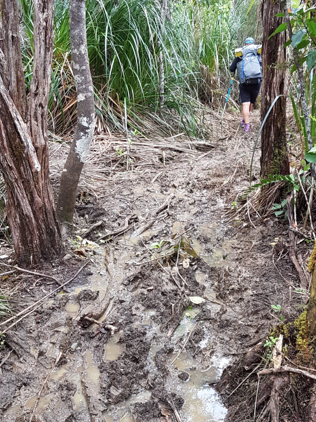 Wurzeln im Herekino Forest