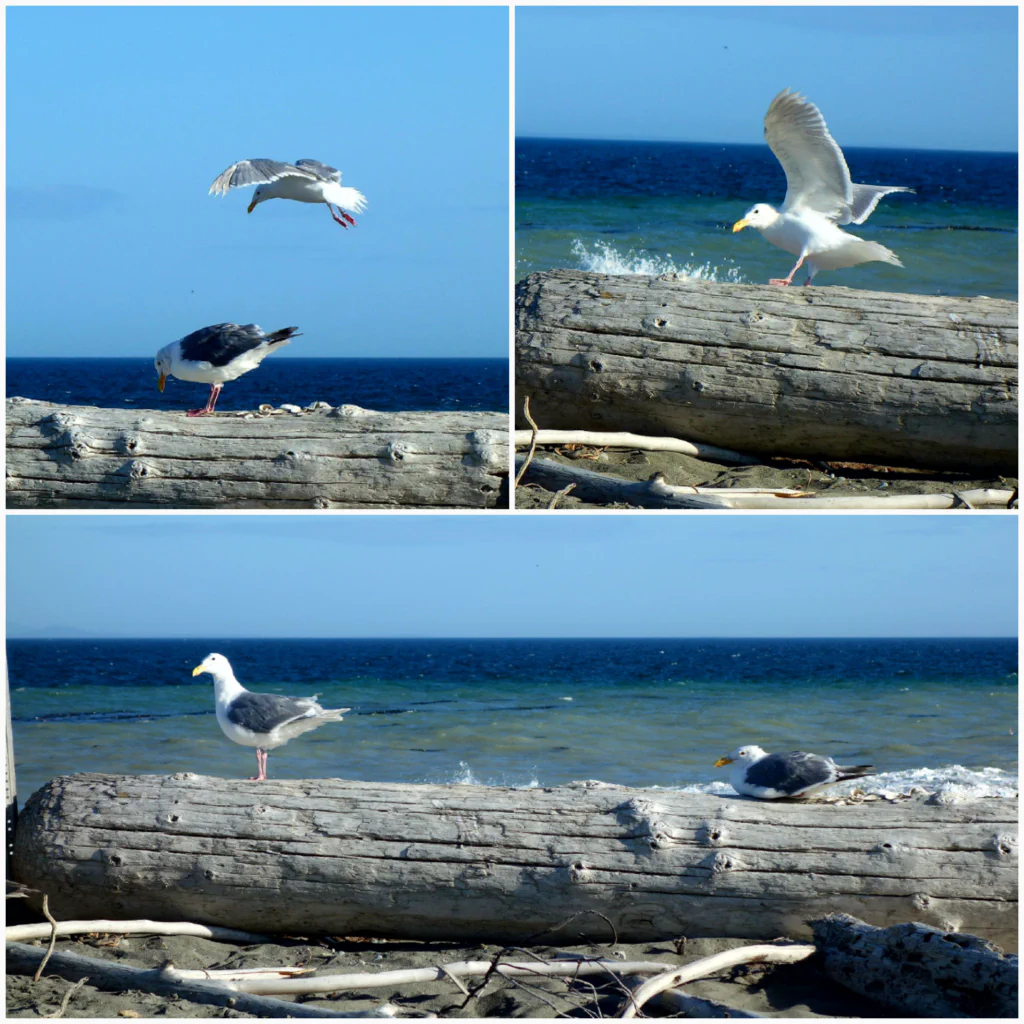 Nur die Möwen und ich!