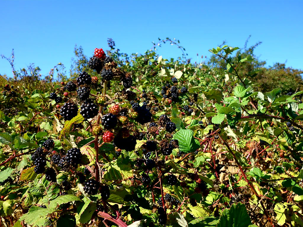 Reife Brombeeren am Wegesrand