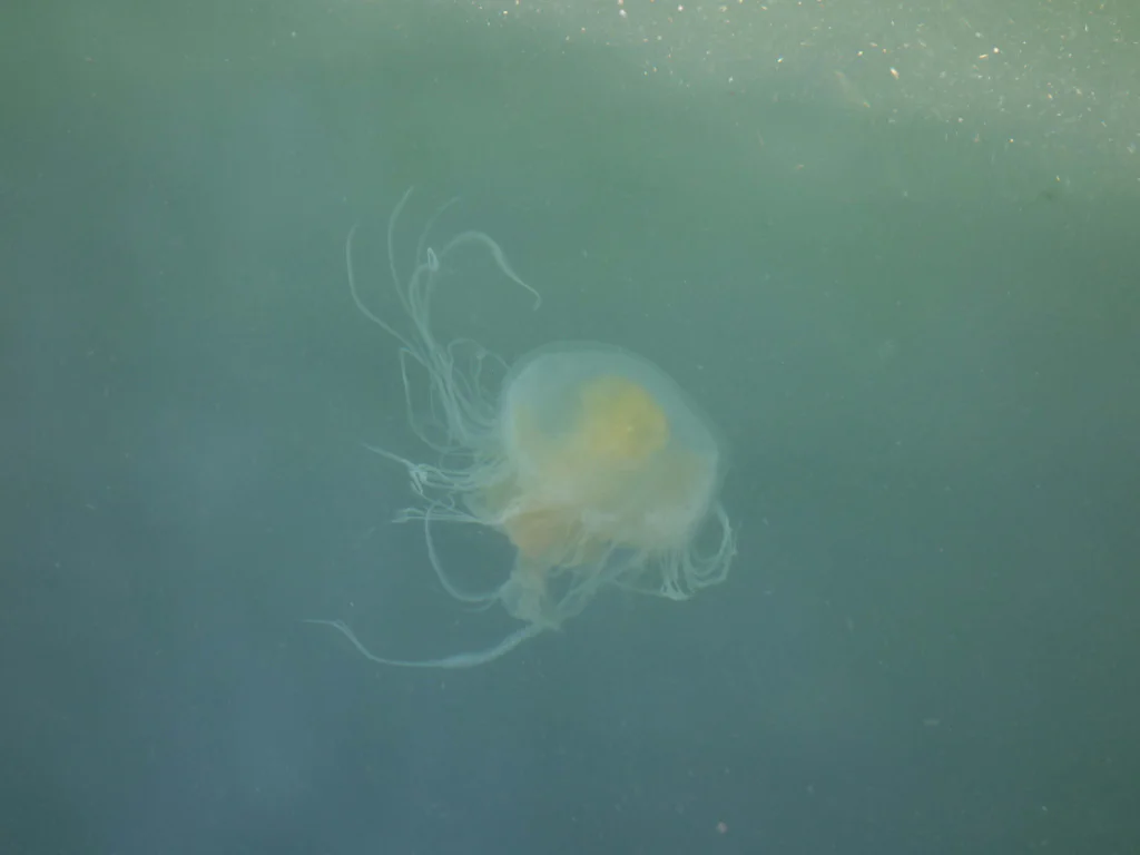 Quallen im Hafenbecken