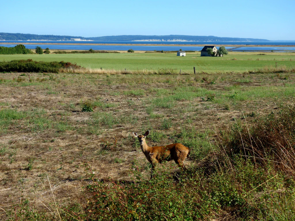 ...als plötzlich ein Reh vor meiner Linse auftaucht!