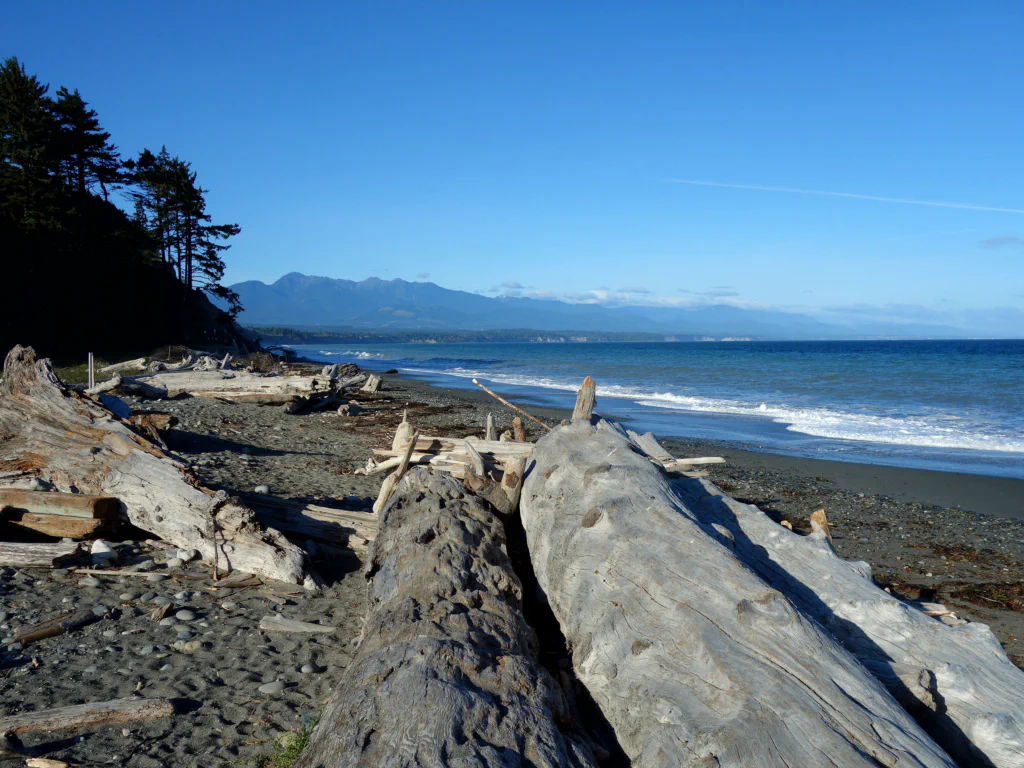 Treibholz am Dungeness Spit