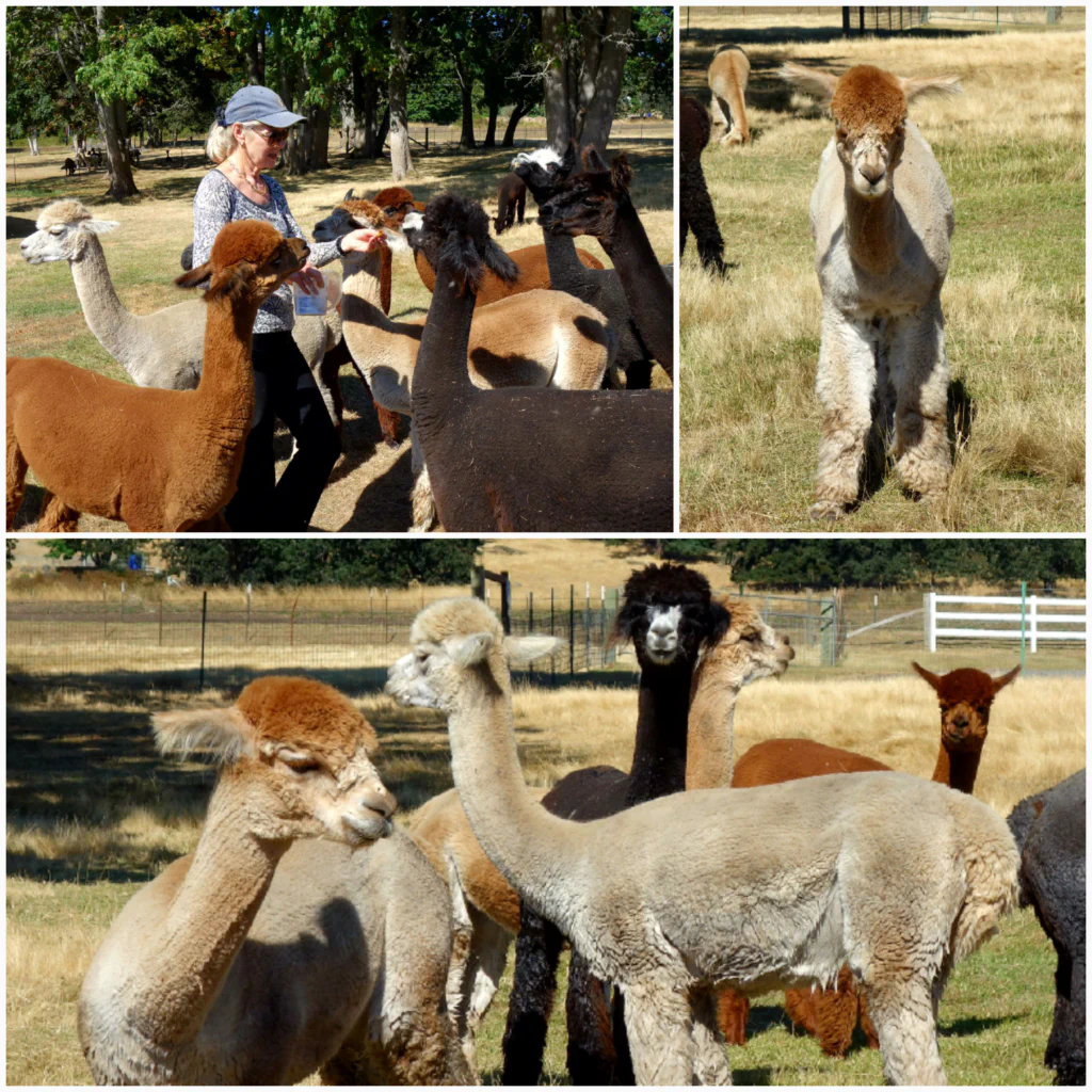 Alpaka-Selfie!