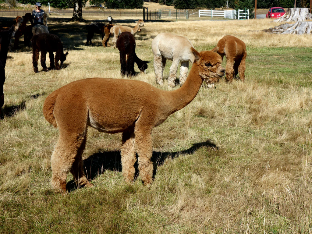 Flauschige Bewohner der Alpakafarm