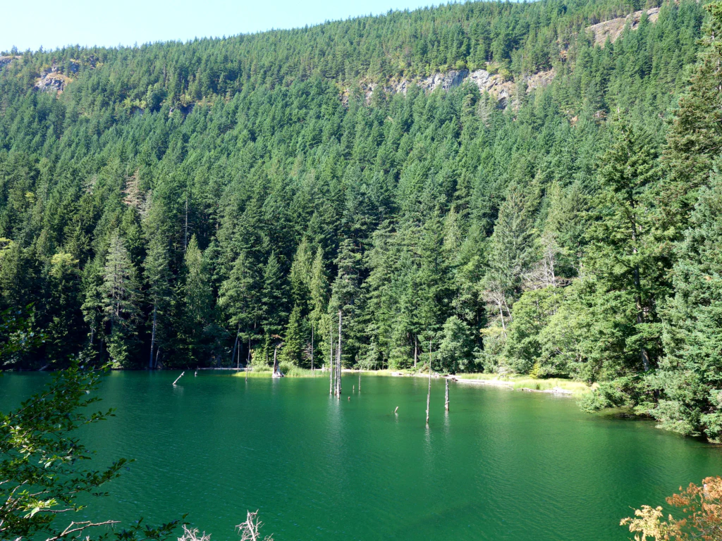 Waldweg mit Sonnenstrahlen