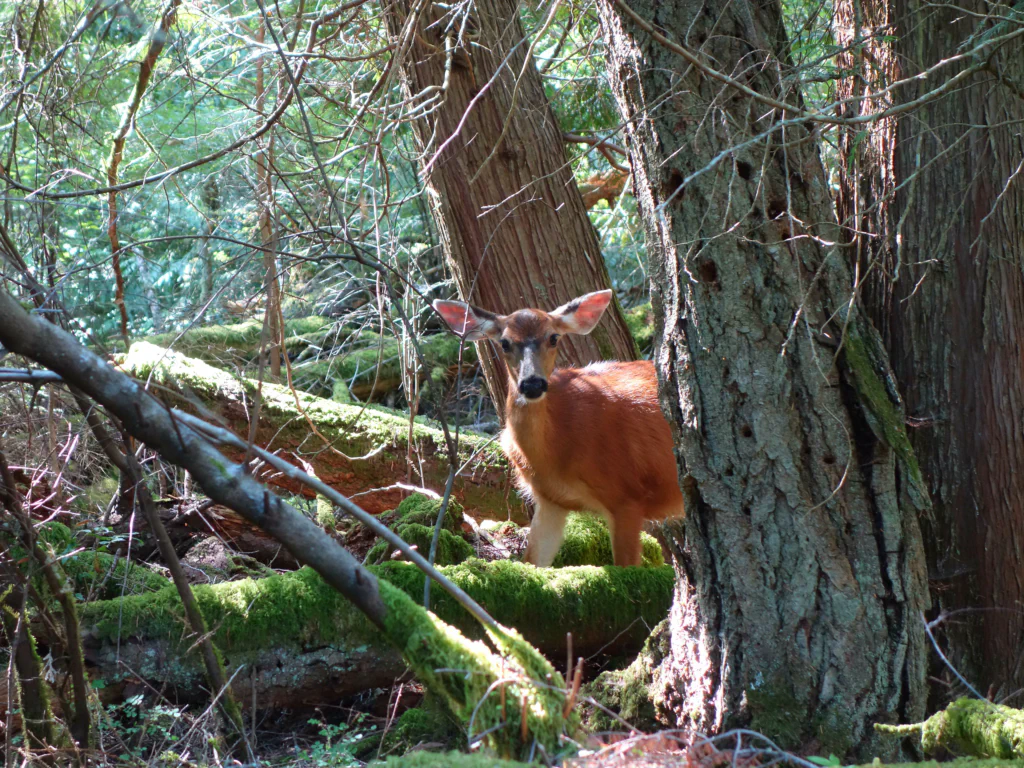 Letzter Blick auf die Salish Sea