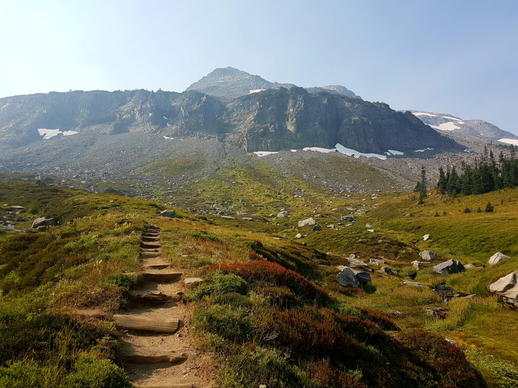 Wildblumenwiese vor Mount Rainier